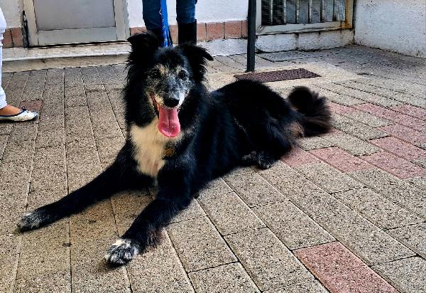 Ringo Bellissimo Collie